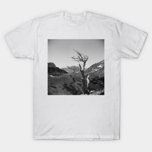 Glacier National Park Deadwood Tree T-Shirt